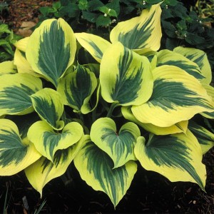 Хоста Свобода (Liberty)