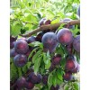Алыча Шатер (Ранняя/Фиолетовая): фото и описание