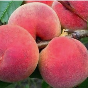 Персик Фестивальный